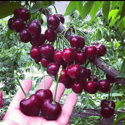 Cherrioxy™️Rainier Cherry Fruit Seeds (100 gms)